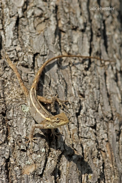 Fan-throated Lizard (Sitana ponticeriana)